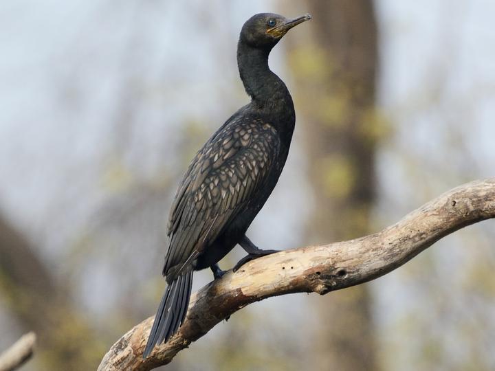 Indian Cormorant