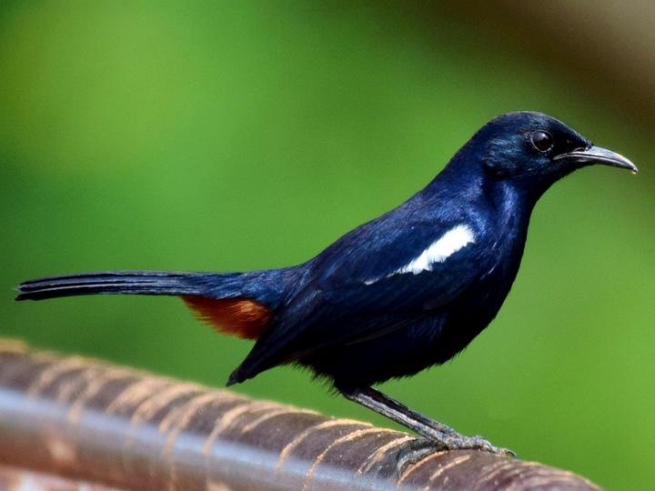Indian Robin