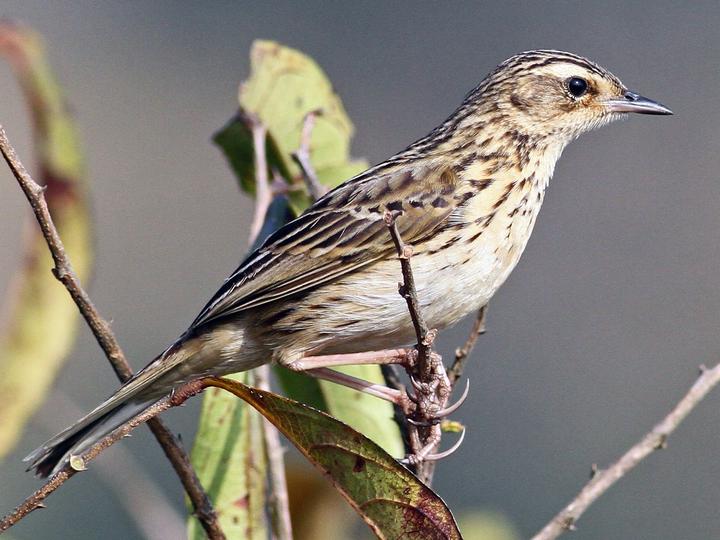 Nilgiri Pipit