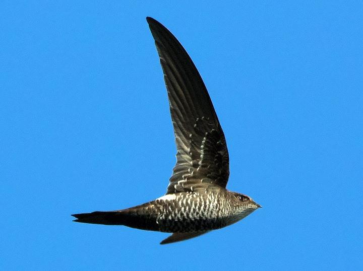 Cook's Swift