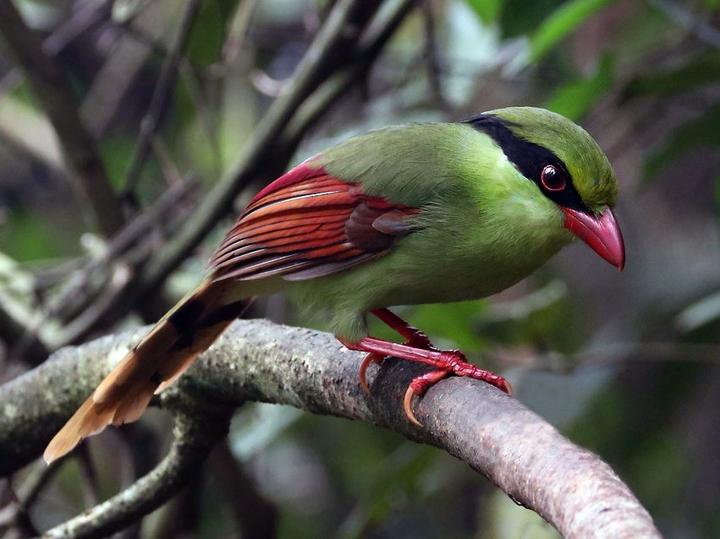 Indochinese Green Magpie