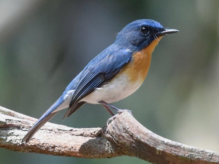 Indochinese Blue Flycatcher