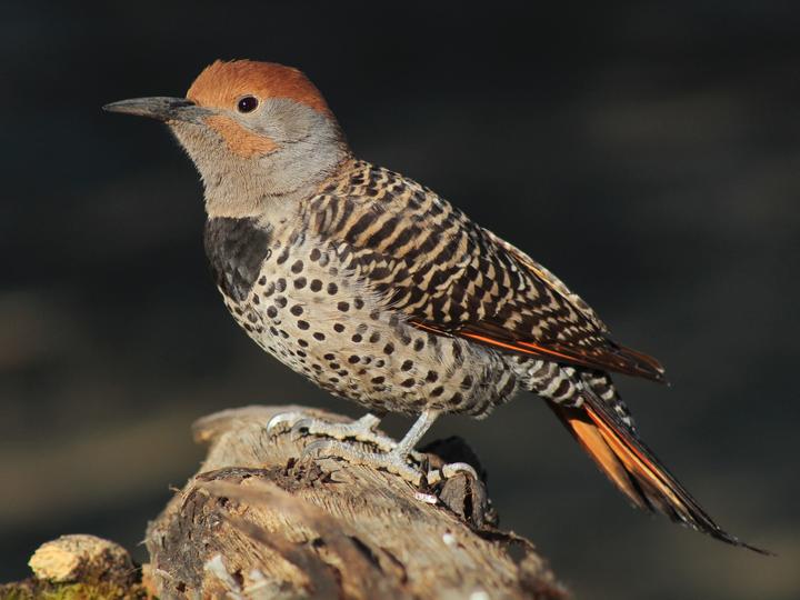 Guatemalan Flicker