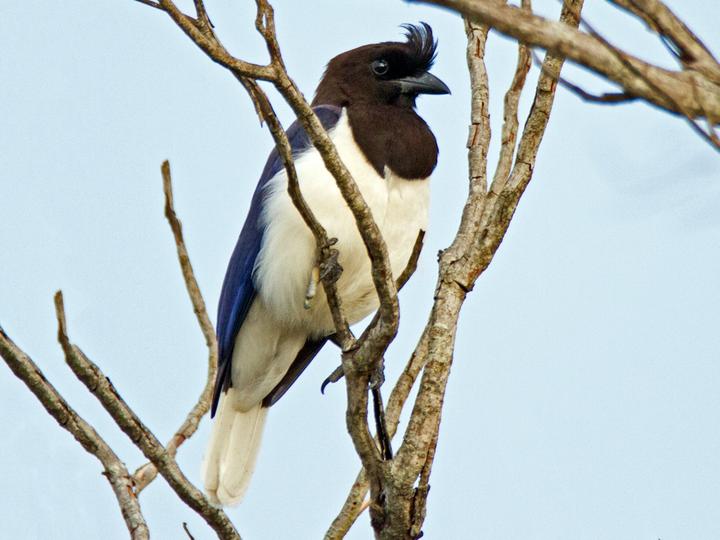 Curl-crested Jay