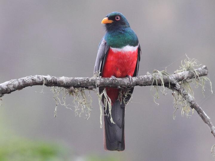Ecuadorian Trogon