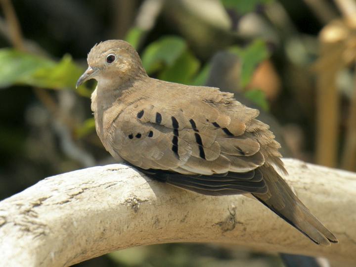 Ecuadorian Ground Dove