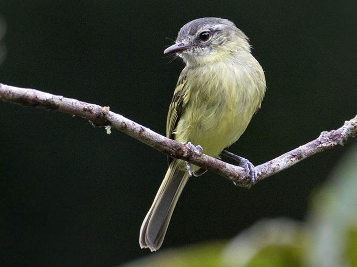 Ecuadorian Tyrannulet