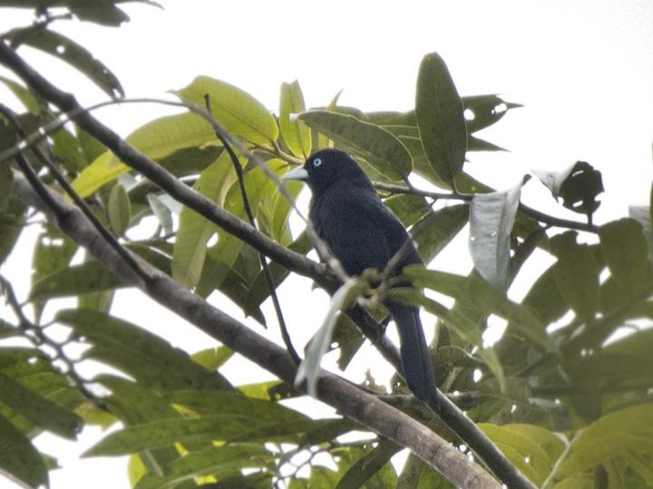 Ecuadorian Cacique