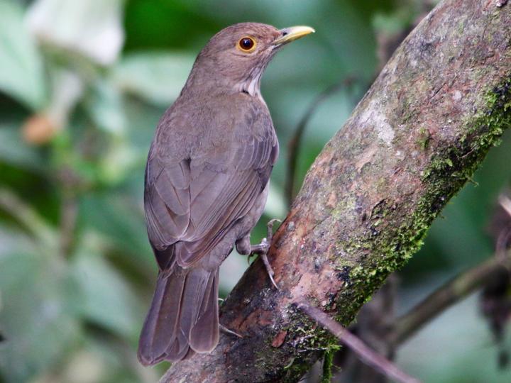 Ecuadorian Thrush