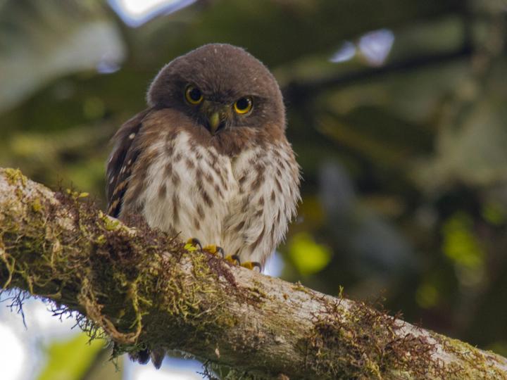 Cloud-forest Pygmy Owl