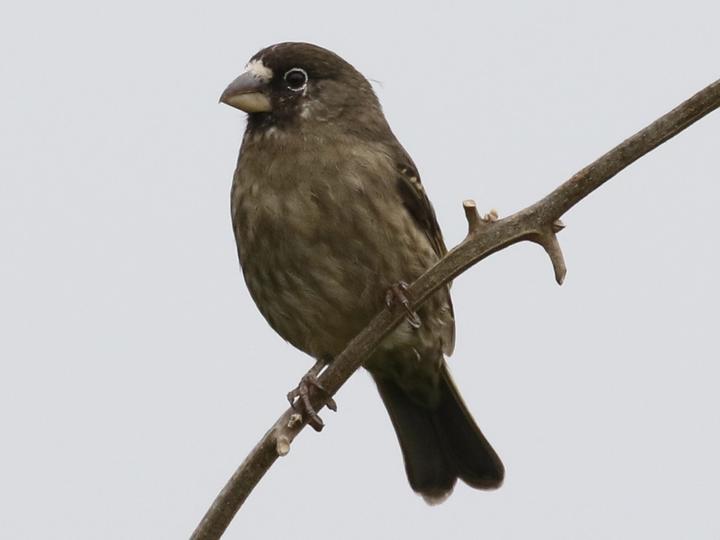 Thick-billed Seedeater