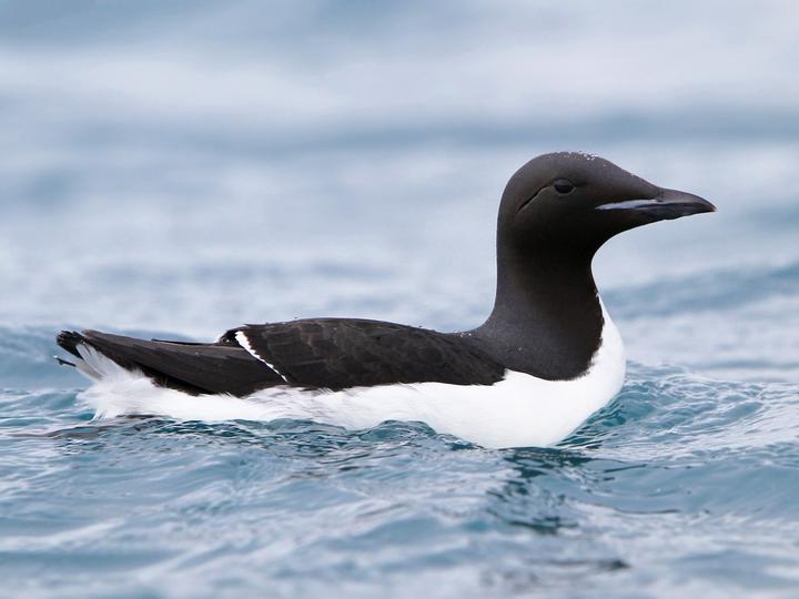Thick-billed Murre