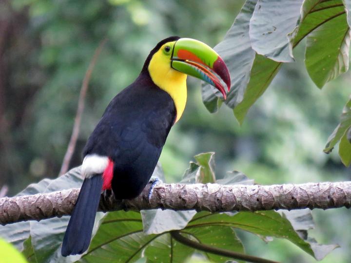Keel-billed Toucan