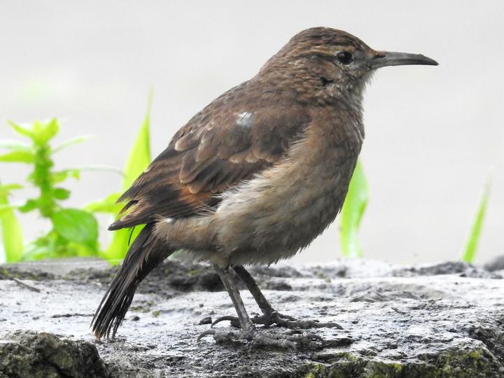 Thick-billed Miner