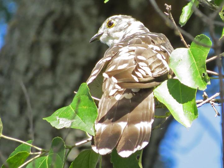 Thick-billed Cuckoo