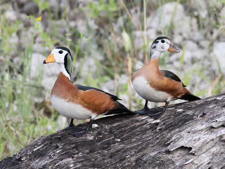 African Pygmy Goose