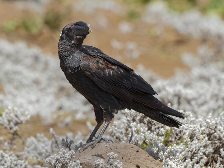 Thick-billed Raven