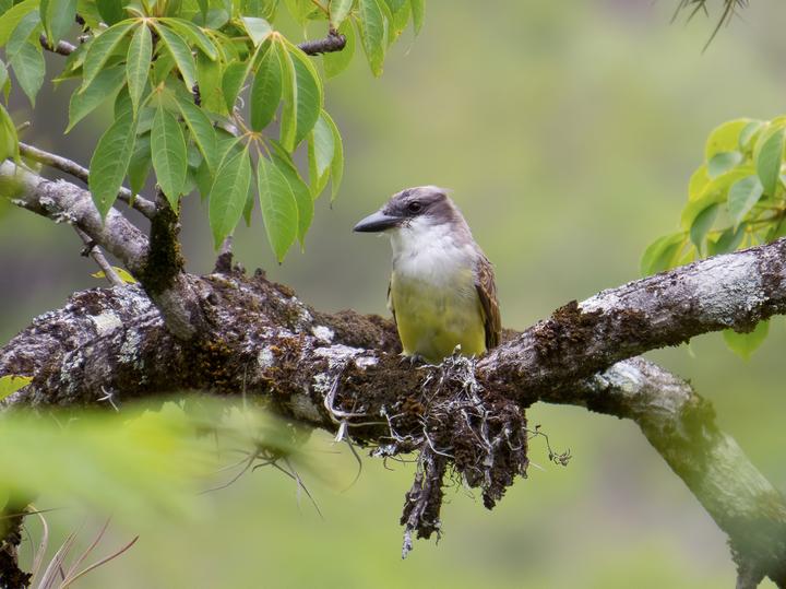 Thick-billed Kingbird