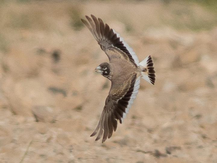 Thick-billed Lark