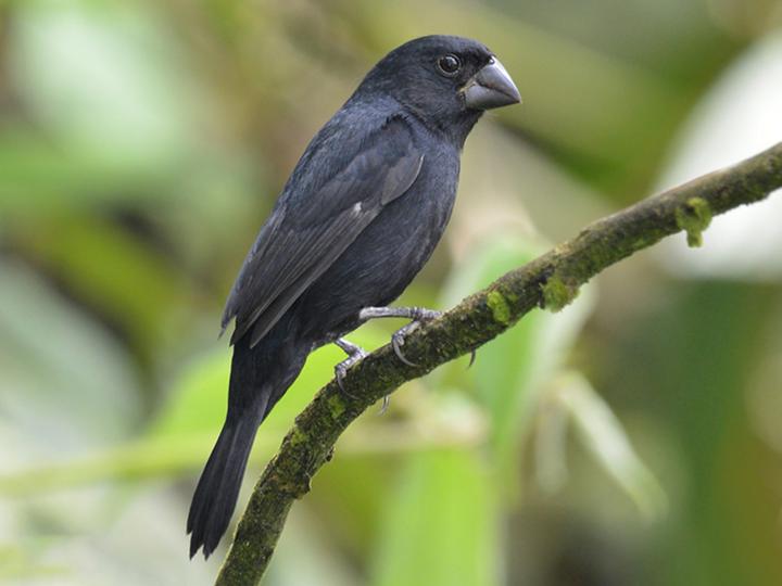 Thick-billed Seed Finch