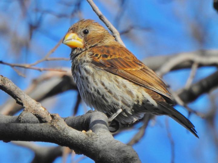 Thick-billed Weaver