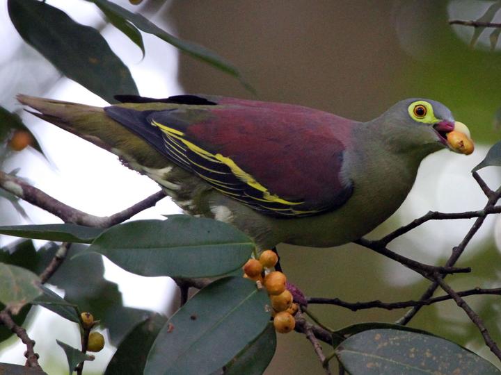 Thick-billed Green Pigeon