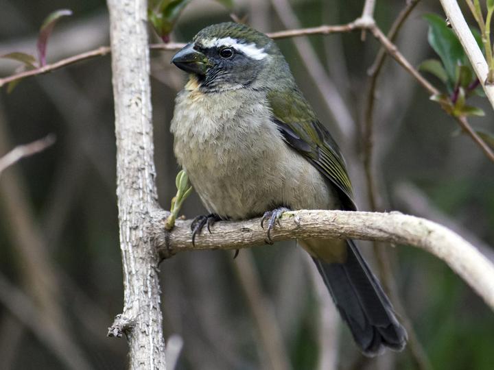 Thick-billed Saltator