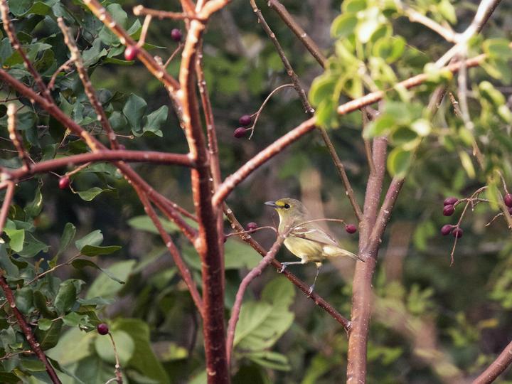 Thick-billed Vireo