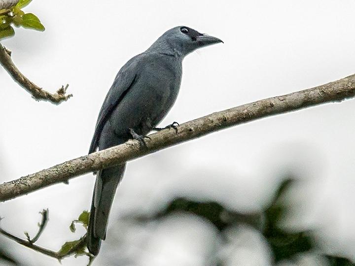 Stout-billed Cuckooshrike