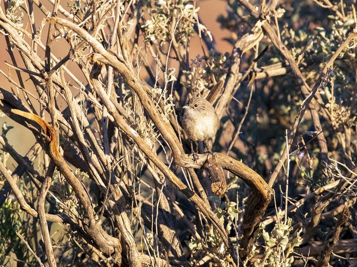 Thick-billed Grasswren