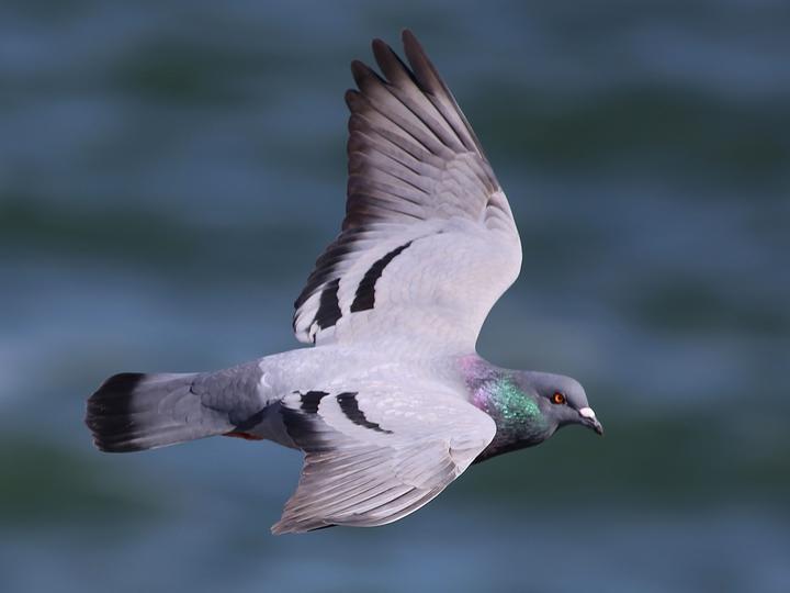 Rock Dove