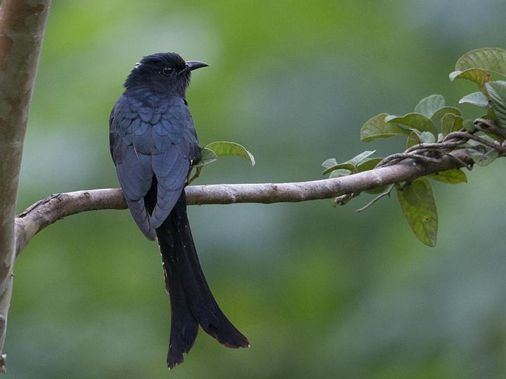 Fork-tailed Drongo-Cuckoo