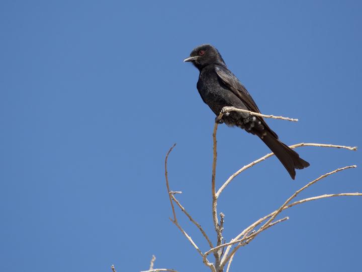Fork-tailed Drongo