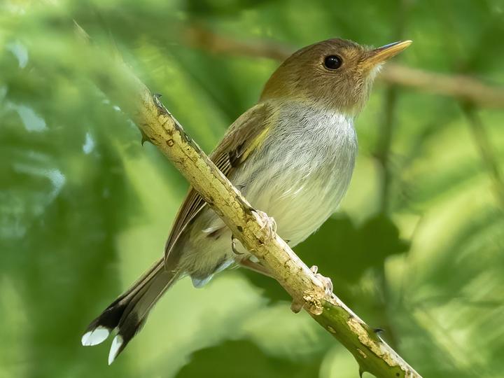 Fork-tailed Tody-Tyrant