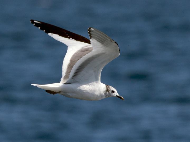 Sabine's Gull