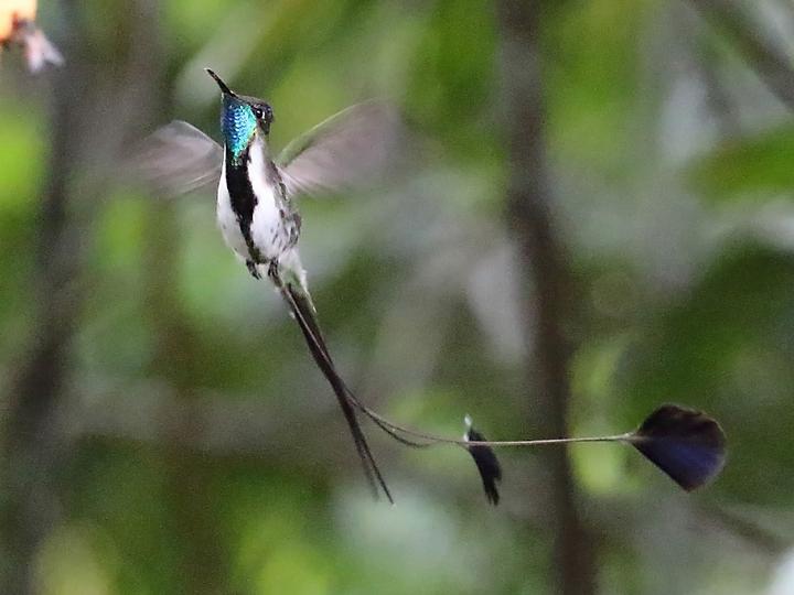Marvelous Spatuletail