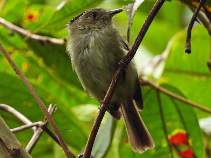 Double-banded Pygmy Tyrant