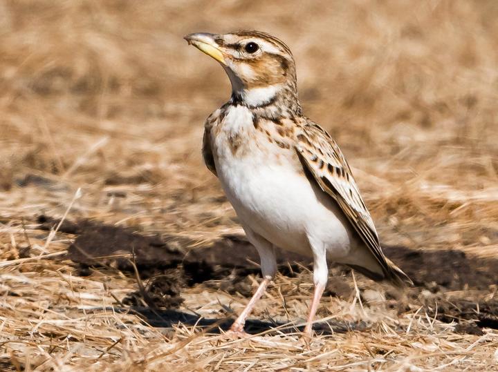 Bimaculated Lark
