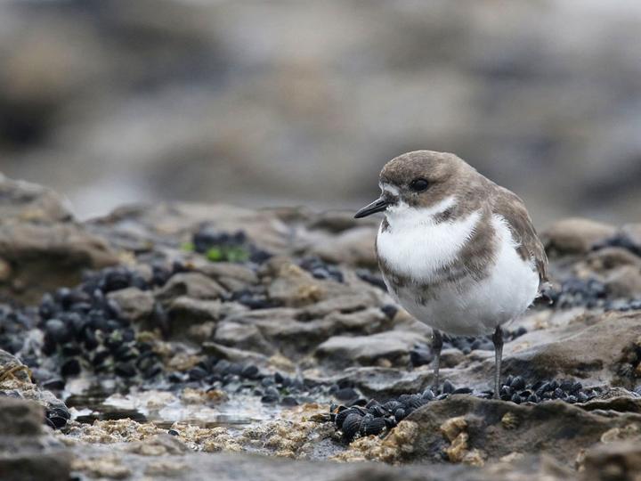 Two-banded Plover