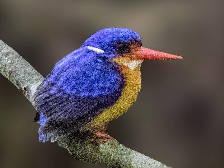 Dimorphic Dwarf Kingfisher
