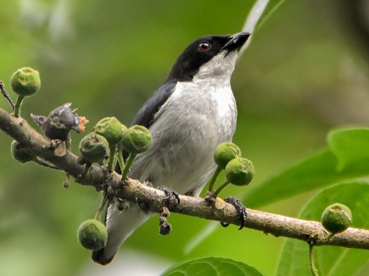 Bicolored Flowerpecker