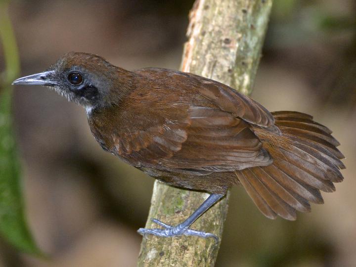 Bicolored Antbird