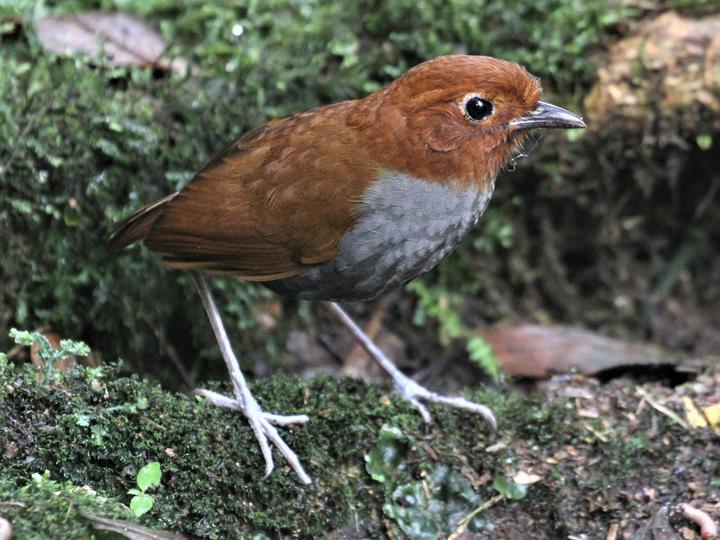 Bicolored Antpitta