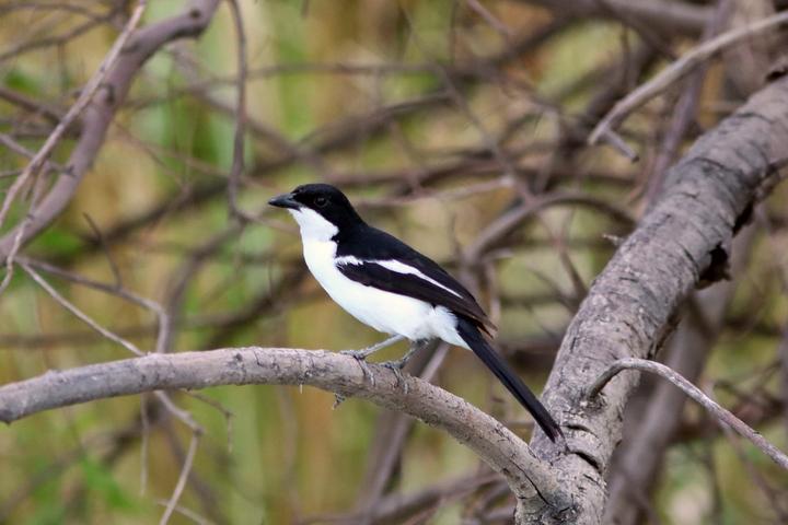Swamp Boubou