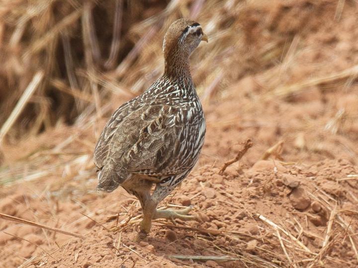 Double-spurred Spurfowl