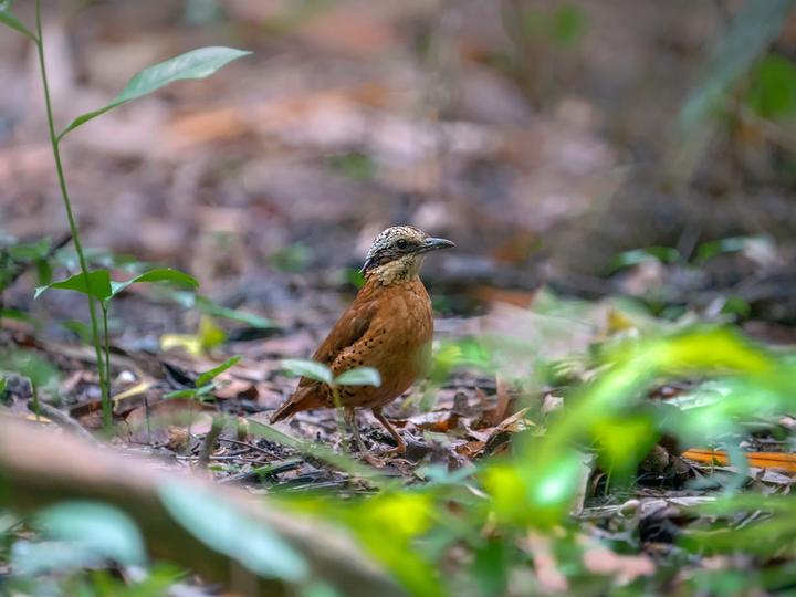 Eared Pitta