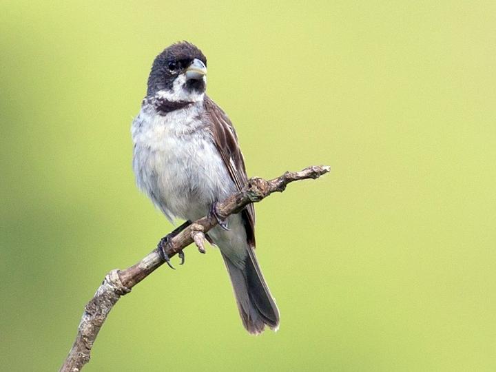 Double-collared Seedeater