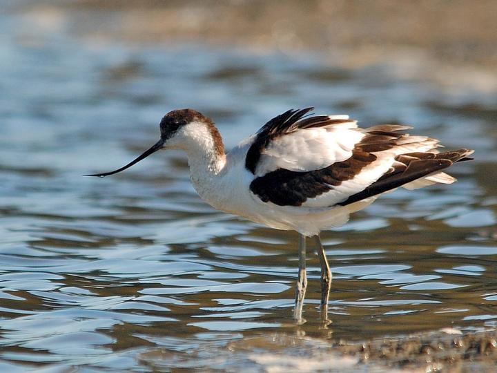 Pied Avocet