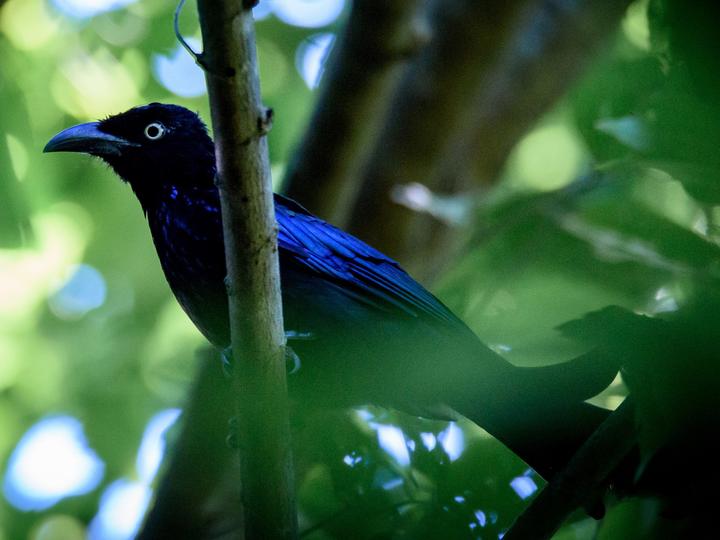 Hair-crested Drongo