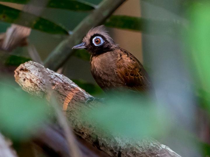 Hairy-crested Antbird
